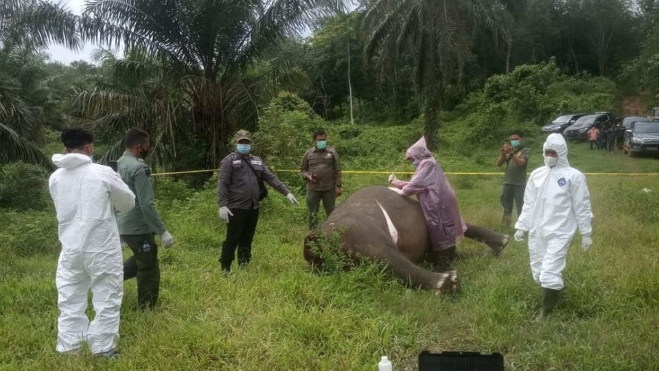 A decapitated Sumatran elephant was found in Aceh province this week, with authorities suspecting that the endangered animal was killed for its tusks after finding traces of poison in its digestive system. Photo: Istimewa