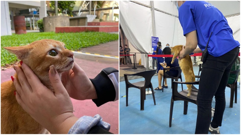 At left, the stray makes kitty eyes. Being ejected from a vaccination site in Clementi, at right Photos: Ohohwaihong/Twitter, Ccc__cat/Instagram
