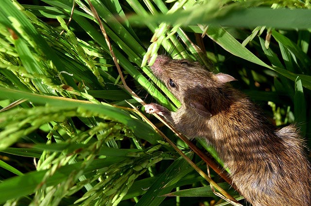 Ricefield rat, from the image bank of the International Rice Research Institute