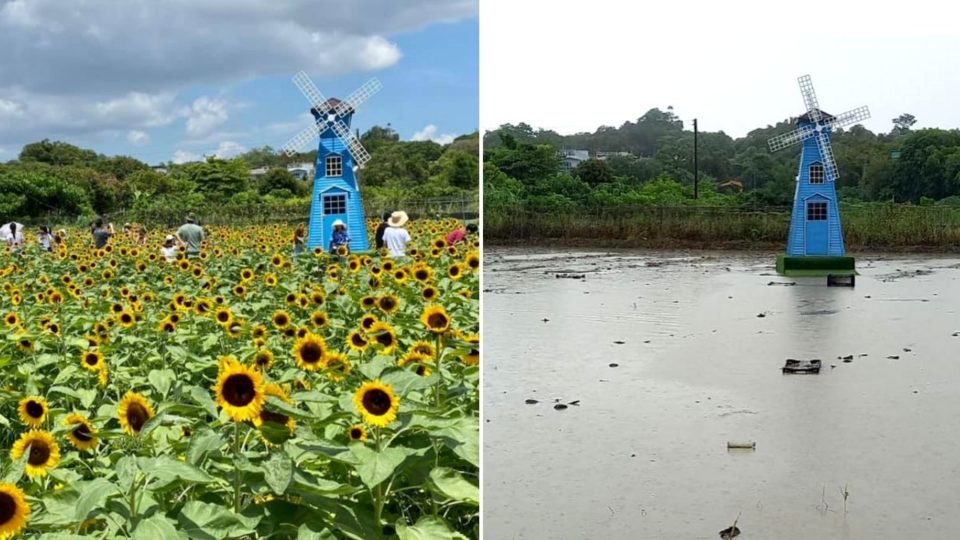 The sunflower field, located in Yuen Long, is a popular Instagram photography spot in the summer. Photos: Facebook/shunsumyuen