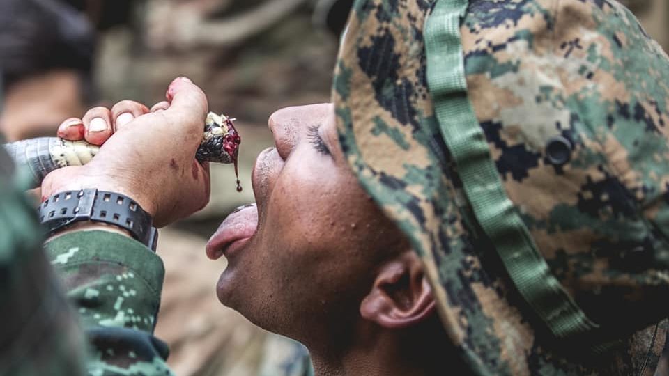 A 2020 file photo of a military man tasting blood from a headless cobra. Photo: Cobra Gold Thailand / Facebook
