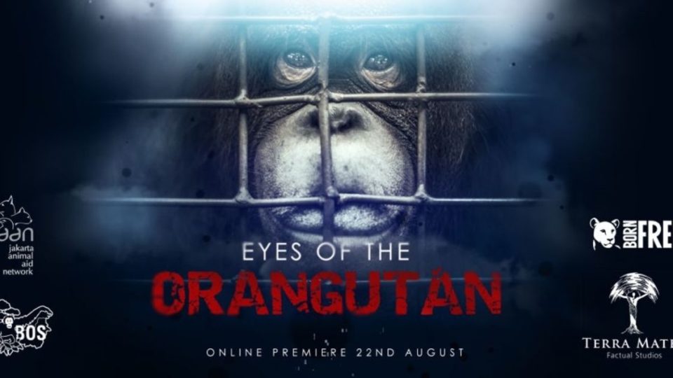 A new documentary titled ‘Eyes of the Orangutan’ explores the troubling facet of wildlife tourism, while also celebrating the humans’ closest relatives. Photo: Terra Mater Factual Studios