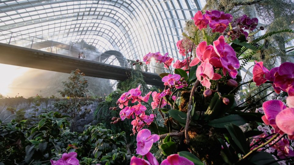 Orchids bloom as part of the Flight of the Moth Orchid display. Photo: Gardens by the Bay
