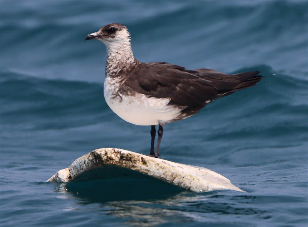 Parasitic Jaeger, or Stercorarius parasiticus