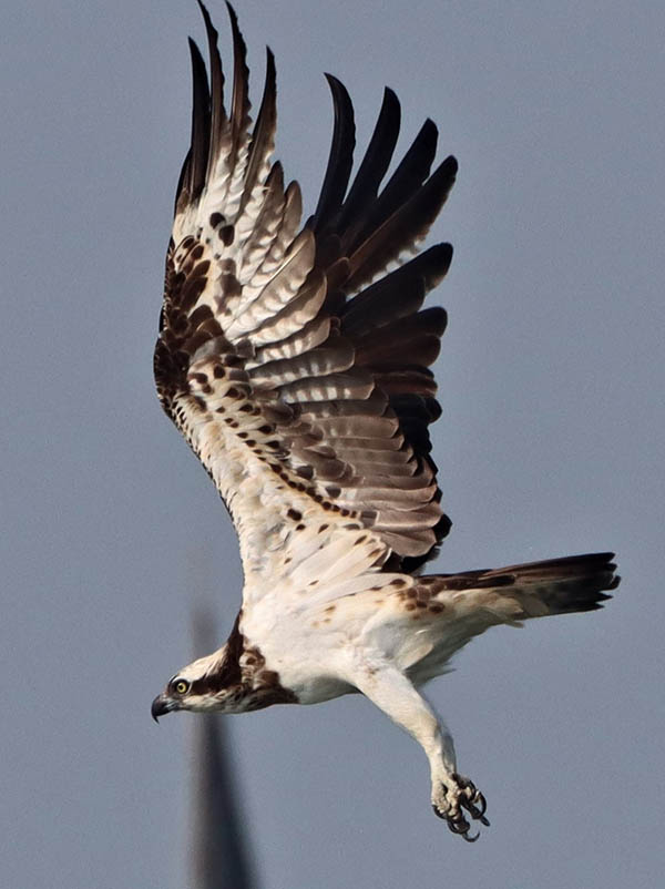 Osprey, or Pandion haliaetus