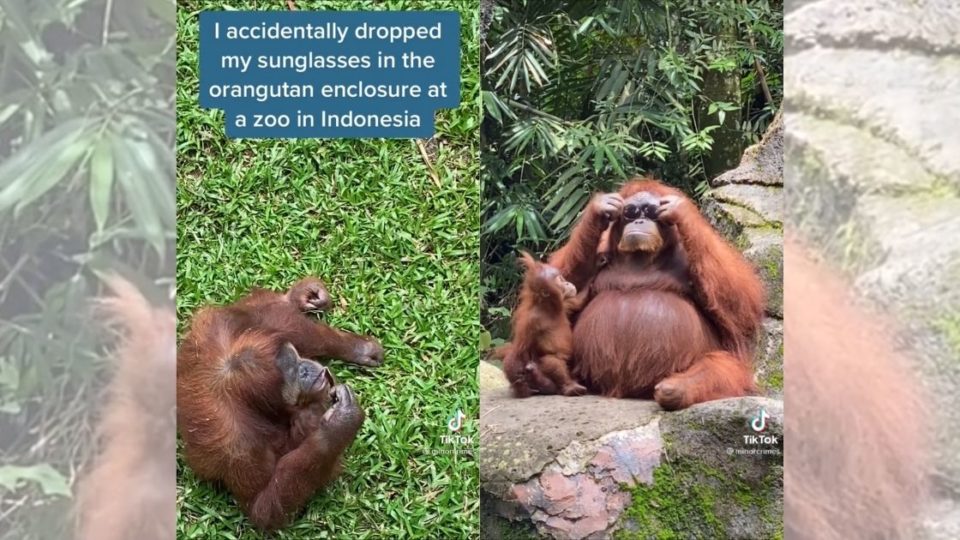 The TikTok, originally posted by user Lola Testu who goes by @minorcrimes on the platform, shows a female orangutan trying on a pair of sunglasses Testu said she’d dropped by accident into the primate’s enclosure in an Indonesian zoo. Screenshots from TikTok/@minorcrimes