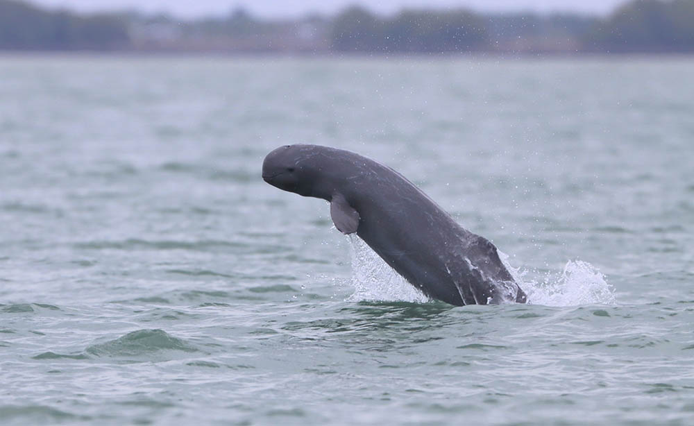Irrawady dolphin, or Orcaella brevirostris