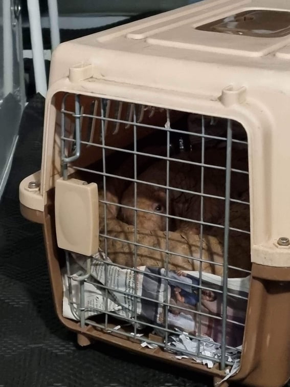 Pandi allowed this photo before burrowing under and covering the carrier door with newspapers (photo courtesy of Conservation International Philippines)