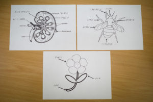 Picture diagrams explained in braille. Photo: Coconuts