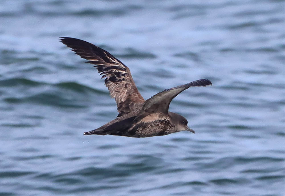 Short-tailed Shearwater, or Ardenna tenuirostris