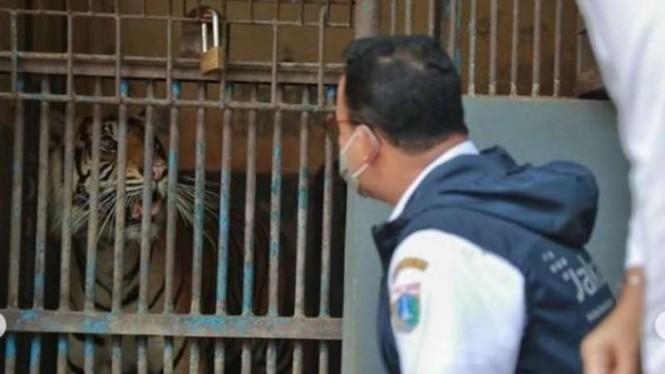 Jakarta Governor Anies Baswedan visiting a Sumatran tiger that contracted COVID-19 at Ragunan Zoo in South Jakarta. Photo: Instagram/@aniesbaswedan