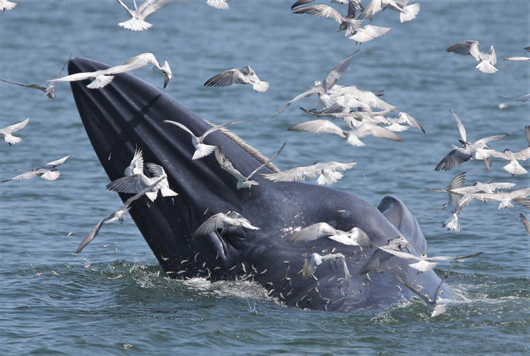 Time Whale Spent: A Bangkok wildlife adventure with the lords of the ...