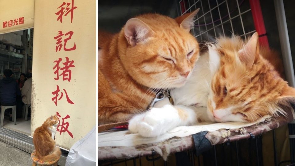 The restaurant’s beloved feline mascots, Ah Loi and Ah Bo, have been missing since December. The owPhotos: Openrice/al!ce (left), Google/Charmine Wong (right)