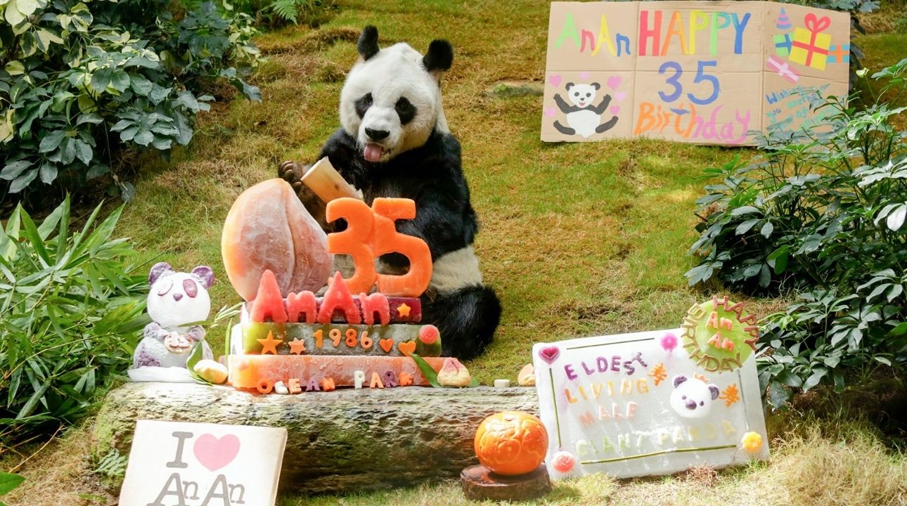 Ocean Park mascot celebrates 35th birthday as world's oldest male giant ...