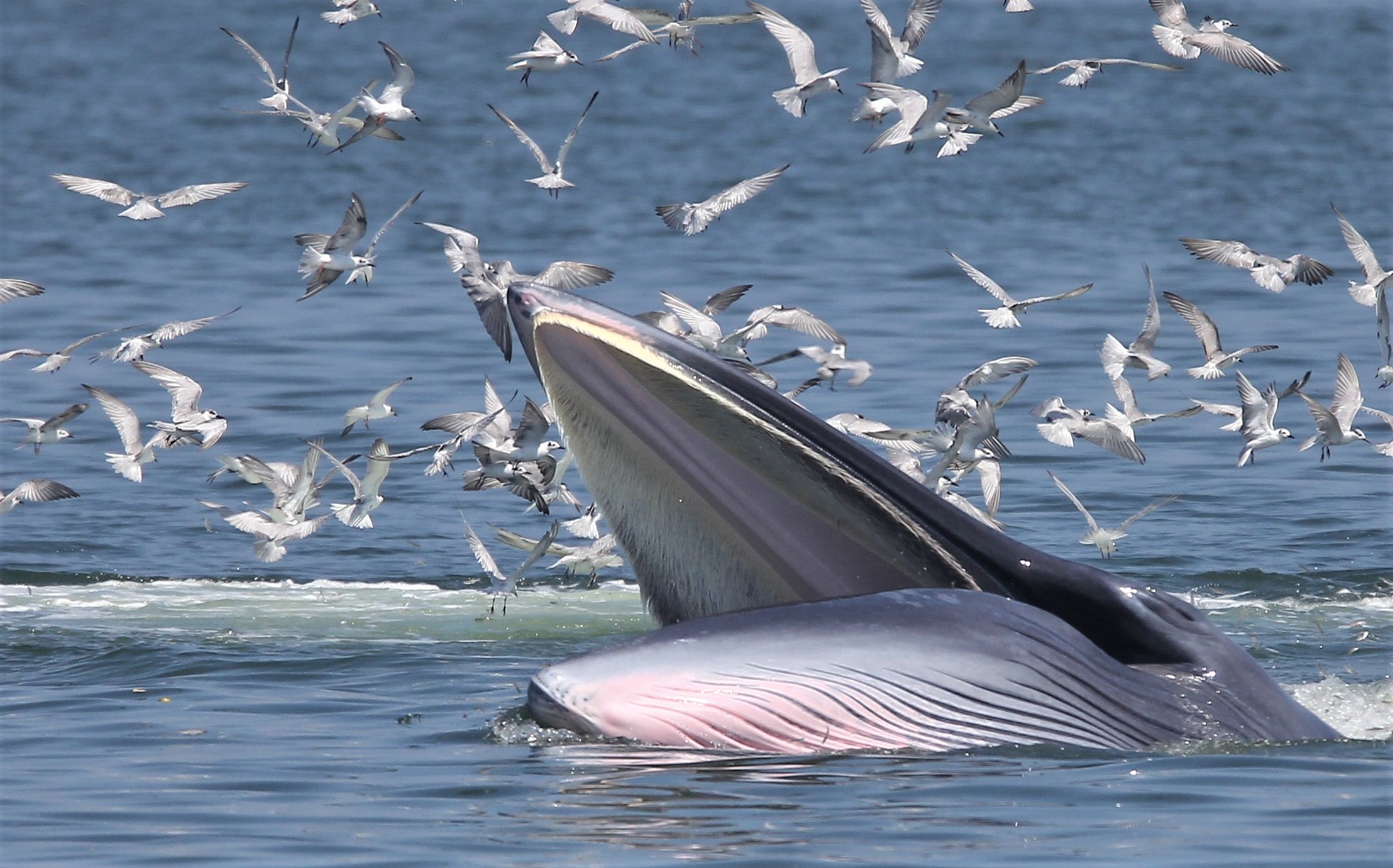 An Eden’s whale spotted in the northern Gulf of Thailand. Photo: Coke Smith