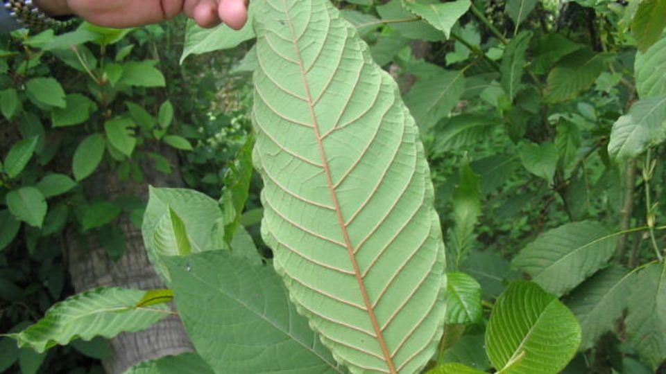 Ketum leaves contain psychoactive ingredients that give the effects of stimulating, sedative and euphoric which can also lead to addiction.. Photo: MyHealth.Gov.My