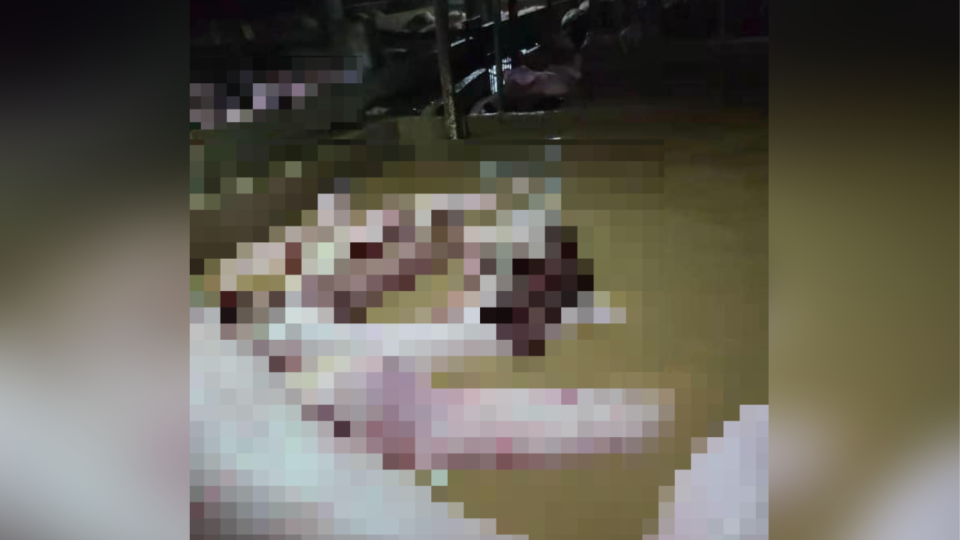 About 40 pigs were drowned or swept away at the farm in Ta Kwu Ling, near the city’s Shenzhen border. Photo: Facebook/Bobo Auyy