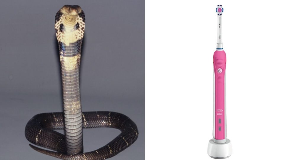 Black spitting cobra, at left, and electric toothbrush, at right. 