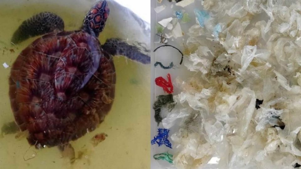 A green sea turtle, at left, and plastic waste found inside its stomach, at right. 
