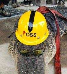 A crocodile being degraded by workers at an Indonesian nickel smelter before they skinned it and cooked its meat in soup. Photo: Istimewa