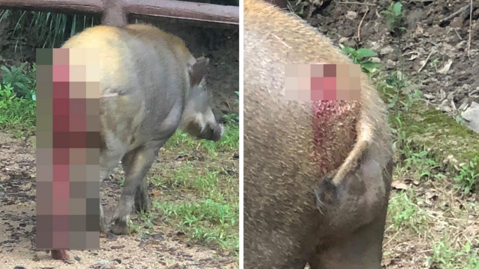 The boar’s buttocks appeared to have been punctured by a sharp weapon. Photos: HK01