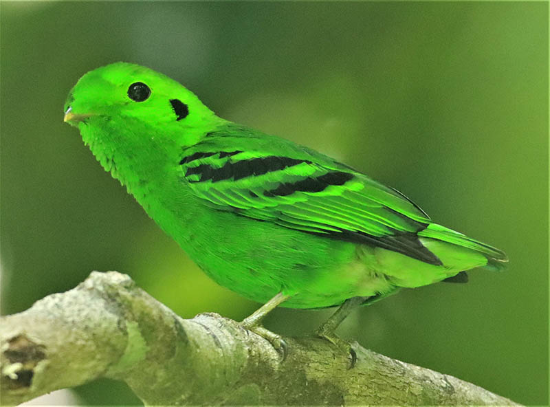 Find brutally adorable Green broadbills, or Calyptomena-viridis, hanging out in the Sa Nang Manora Forest Park in Phang Nga province. Photo: Coke Smith