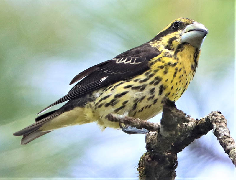 Don't ever compare the markings of the Spot-winged grosbeak, aka Mycerobas melanozanthos, to freckles when visiting Chiang Mai's Doi Ang Khang. Photo: Coke Smith