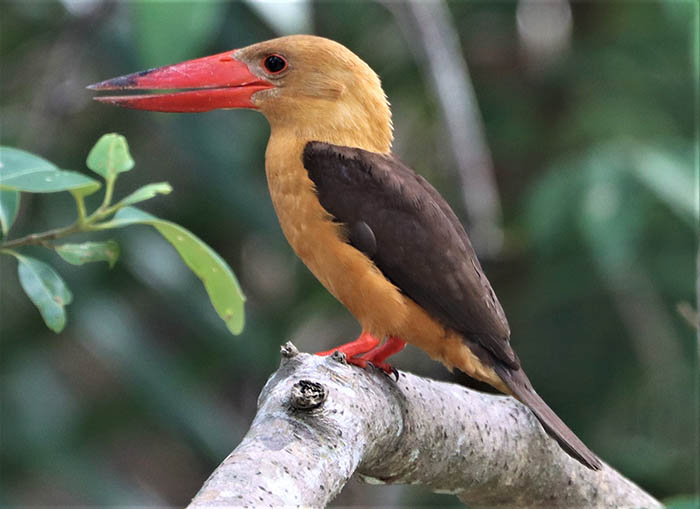 Brown winged Kingfishers in the Ao Phang Nga National Park are very judgmental birds.