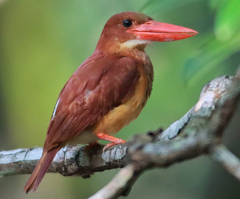 Everyone knows their cousins, the ruddy Kingfishers, are the cool ones in the family.