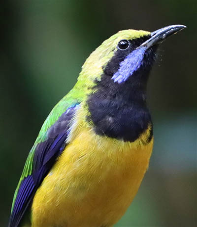 This orange-bellied leaf bird on Doin Inthanon hates his common name so please call him Chloropsis hardwickii.