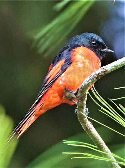 The short-billed Minivet of Doin Ang Kang in Chiang Mai can thank whoever named it for years of therapy bills.