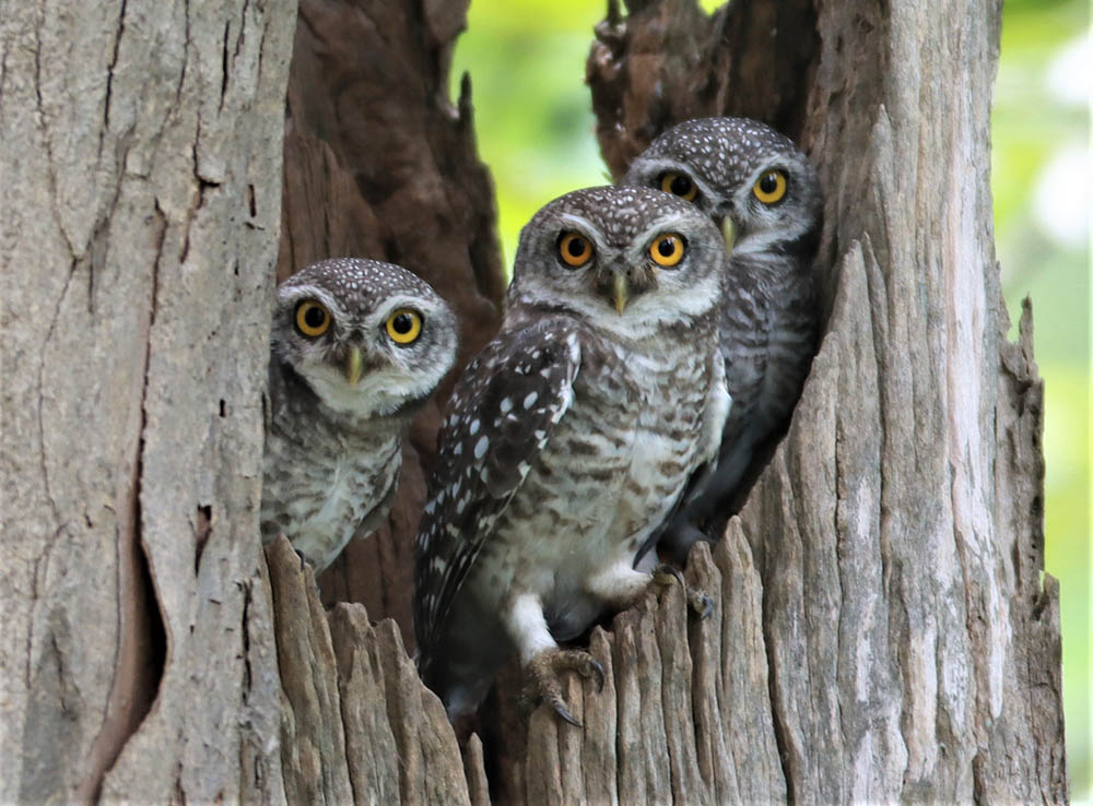 These spotted owlets residing around the Huai Kha Khaeng Wildlife Sanctuary in Uthai Thani province are glad they never got scapegoated like their larger North American cousins.