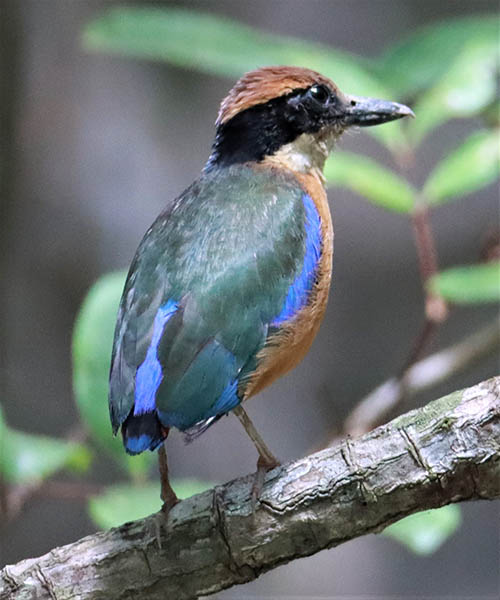 Pitta Mangroves are waiting to impress you with their resplendent plumage in the Ao Phang Nga National Park.