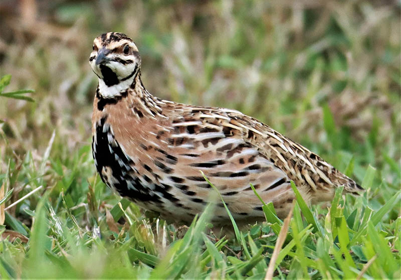 Rain quails walks around Phetchaburi's Nong Ya Plong district like they own the place.