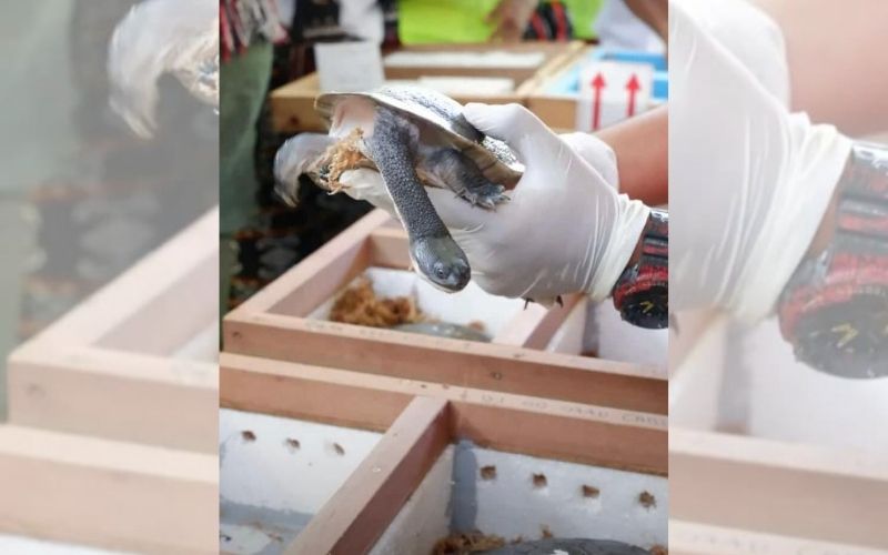 The Rote Island snake-necked turtles (Chelodina mccordi) is a “critically endangered” species. Photo courtesy of Garuda Indonesia. 