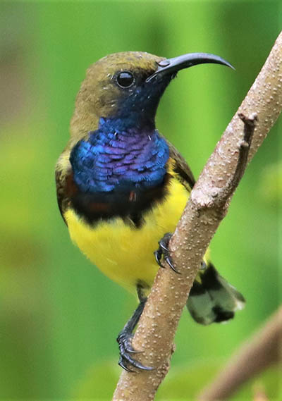 Stunning from the front, Olive-backed Sunbirds are really quite drab viewed from behind in Phetchaburi's Nong Ya Plong district.