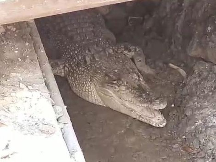 An escaped pet crocodile emerging out of a sewage drain near a vaccination venue in Indonesia. Photo: Video screengrab