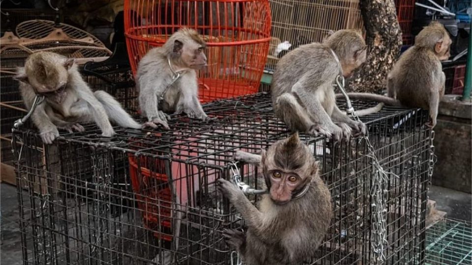 Baby primates are openly sold at the Satria Bird Market in Denpasar, Bali. Photo courtesy of the Jakarta Animal Aid Network (JAAN)