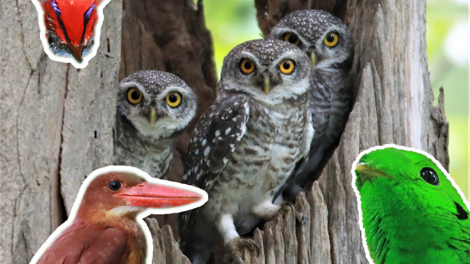 The birds you’ll meet!