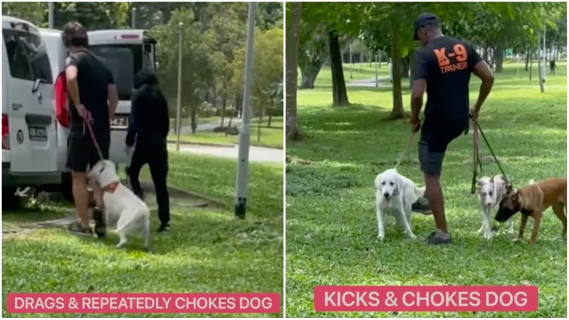 Trainers drag and kick a white golden retriever in stills taken from video. Images: Alfie Pan/Facebook