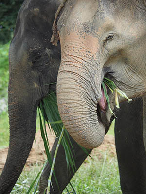 Enjoying Napier grass grown to reduce overhead at the Phuket Elephant Sanctuary. Photo: Phuket Elephant Sanctuary