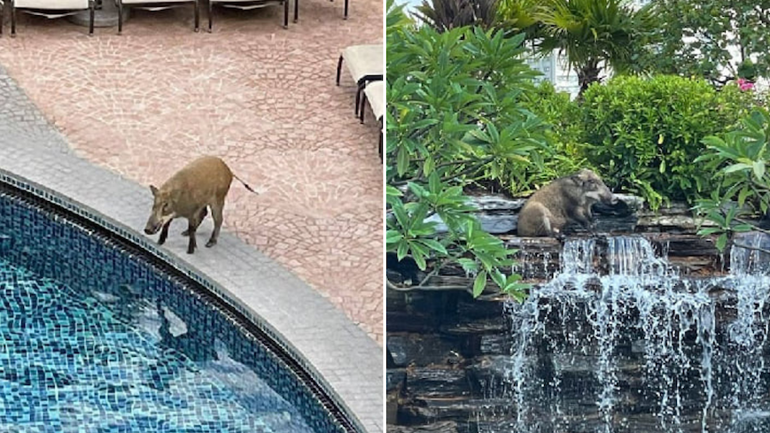 The wild boar broke into the exclusive Aberdeen Marina Club and went for a swim at the pool. Photos: Aberdeen Marina Club