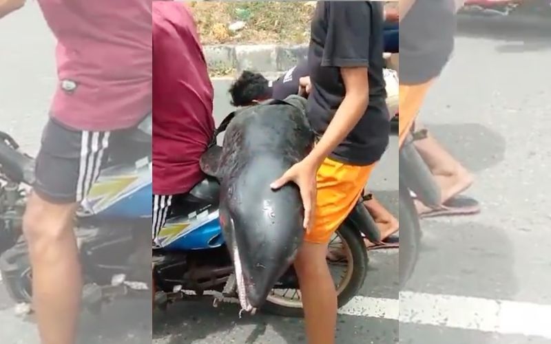 Screengrab of the melon-headed whale, taken from Instagram. 