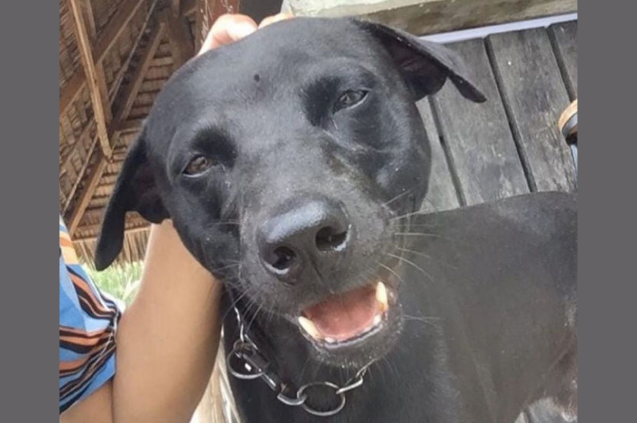 Canon the dog, who allegedly died in the hands of public order authorities in Aceh. Photo: Instagram/@rosayeoh