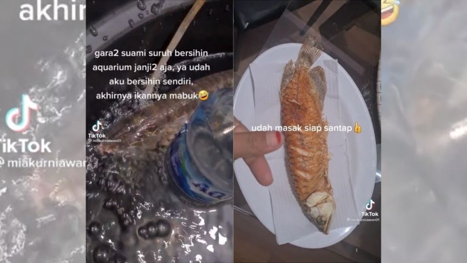 The woman, Mia Kurniawan, showed her cooking the prized fish on TikTok yesterday, an act she described as a form of protest against her husband. According to Mia, she had been telling her husband to clean the arowana’s tank to no avail. Screenshot from TikTok/@miakurniawan01