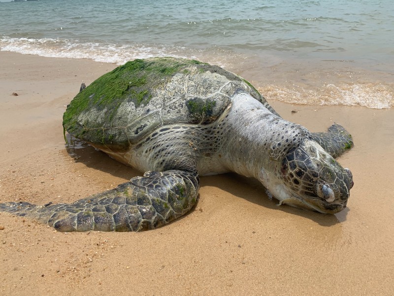 A rare sea turtle washed up on East Coast Park beach. Did plastic