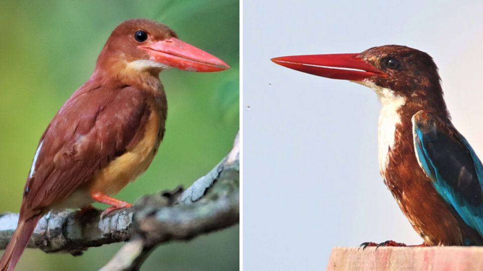 A Ruddy Kingfisher, at left, with a White-throated Kingfisher, at right. All photos: Coke Smith