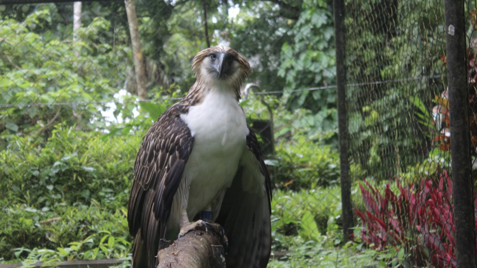 Facebook: Philippine Eagle Foundation