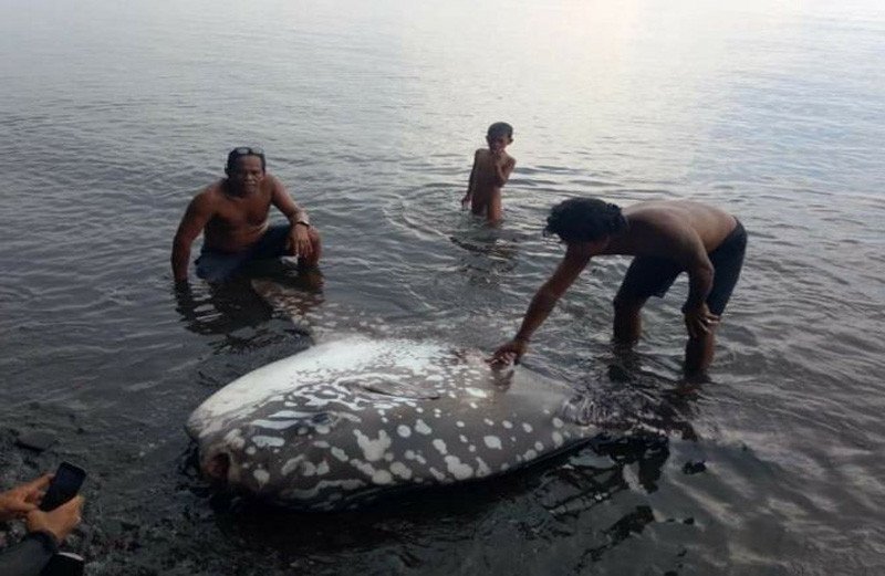 Ocean sunfish, also known as Mola mola, is listed as a vulnerable species on the International Union for Conservation of Nature (IUCN) Red List. Photo: Istimewa
