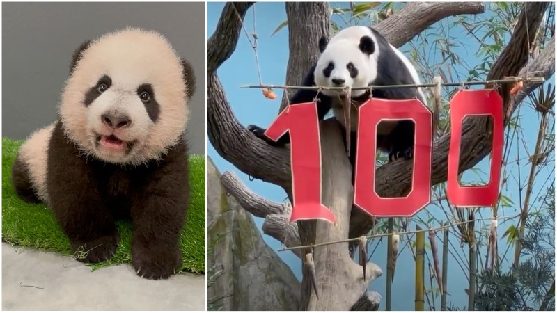 At left, the yet-unnamed panda cub and her 12-year-old mom Jia Jia, at right. Photos: Mandai Wildlife Group
